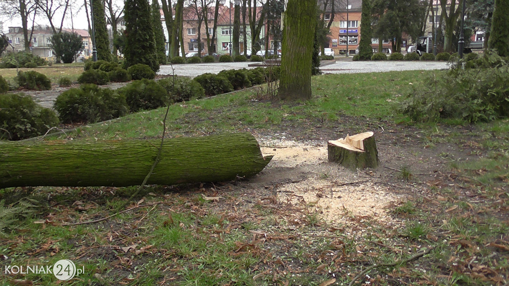 Kolno: Wycinka drzew w parku