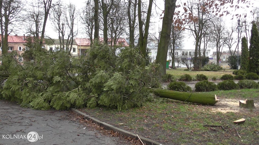 Kolno: Wycinka drzew w parku