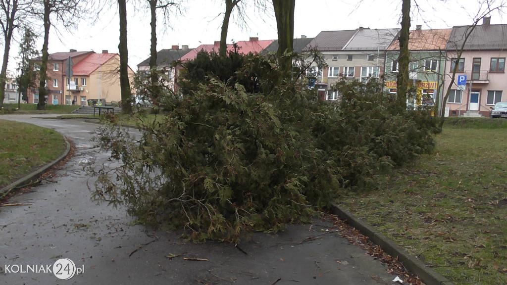 Kolno: Wycinka drzew w parku