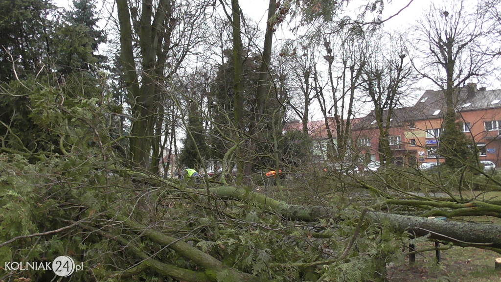 Kolno: Wycinka drzew w parku