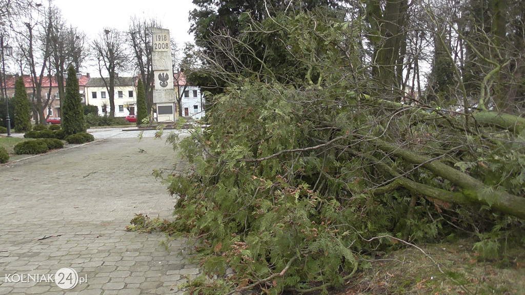 Kolno: Wycinka drzew w parku