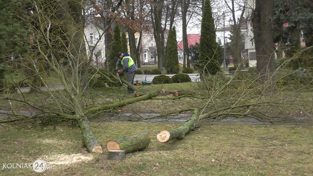 Kolno: Wycinka drzew w parku