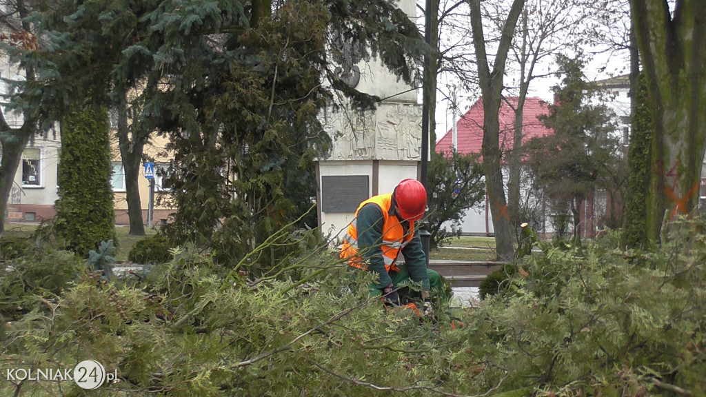 Kolno: Wycinka drzew w parku