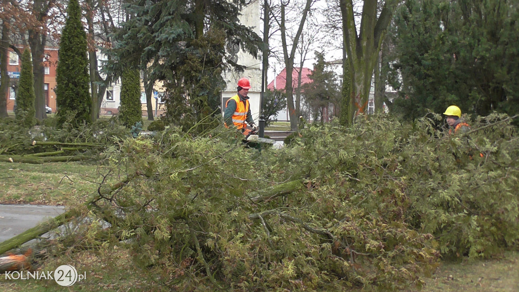 Kolno: Wycinka drzew w parku