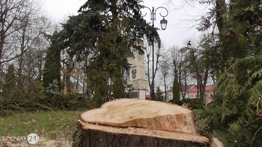 Kolno: Wycinka drzew w parku