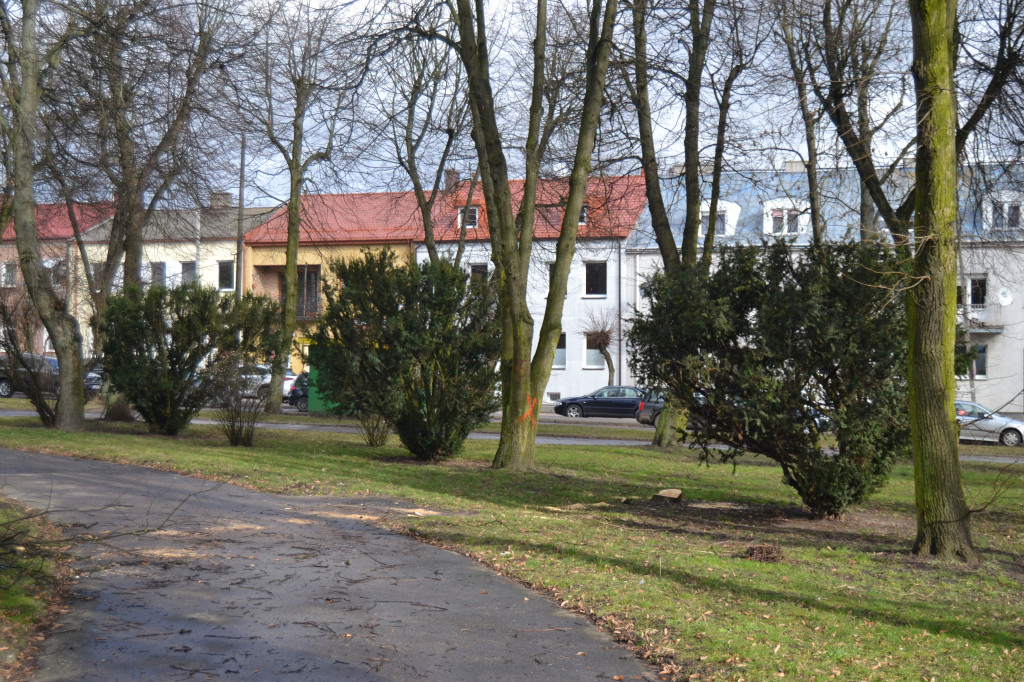 Plac Wolności w Kolnie: trwa wycinka drzew