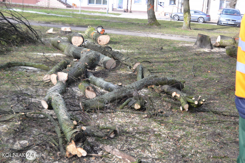 Plac Wolności w Kolnie: trwa wycinka drzew