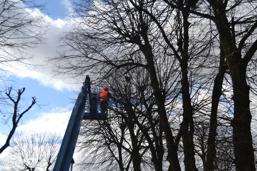 Plac Wolności w Kolnie: trwa wycinka drzew