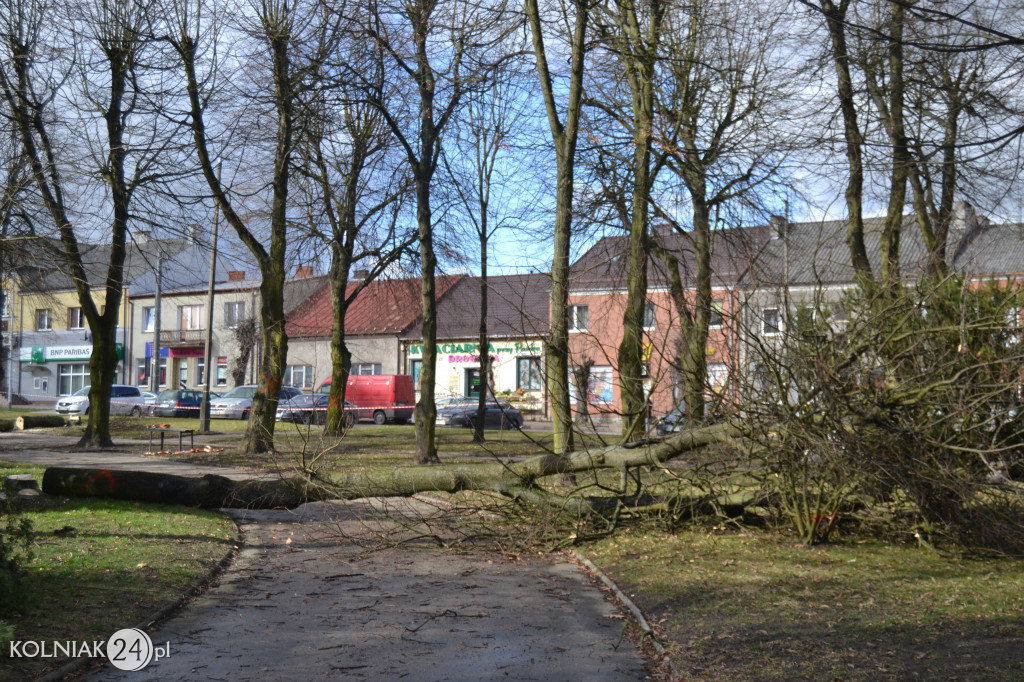 Plac Wolności w Kolnie: trwa wycinka drzew