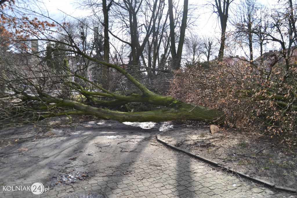 Plac Wolności w Kolnie: trwa wycinka drzew