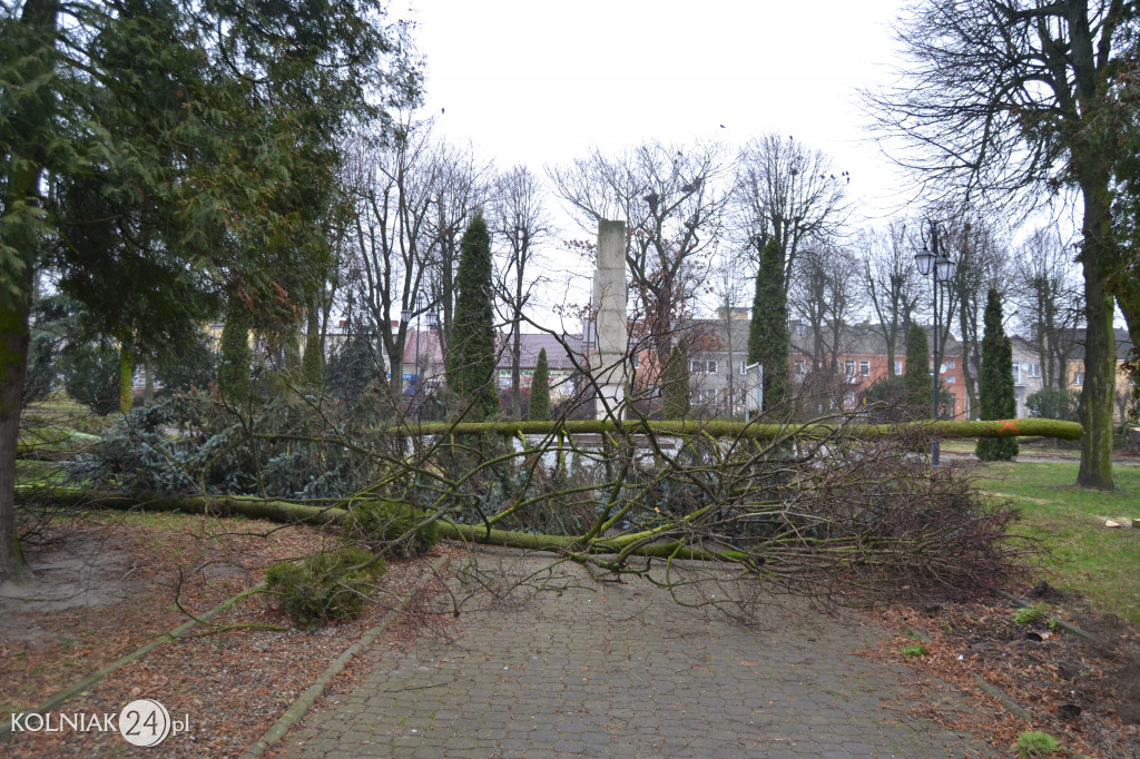 Plac Wolności w Kolnie: trwa wycinka drzew
