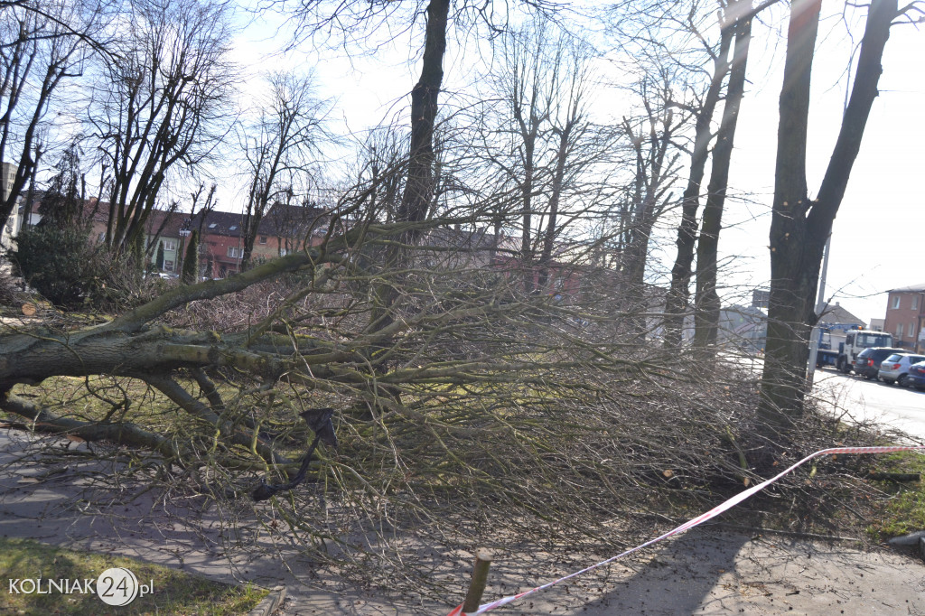 Plac Wolności w Kolnie: trwa wycinka drzew