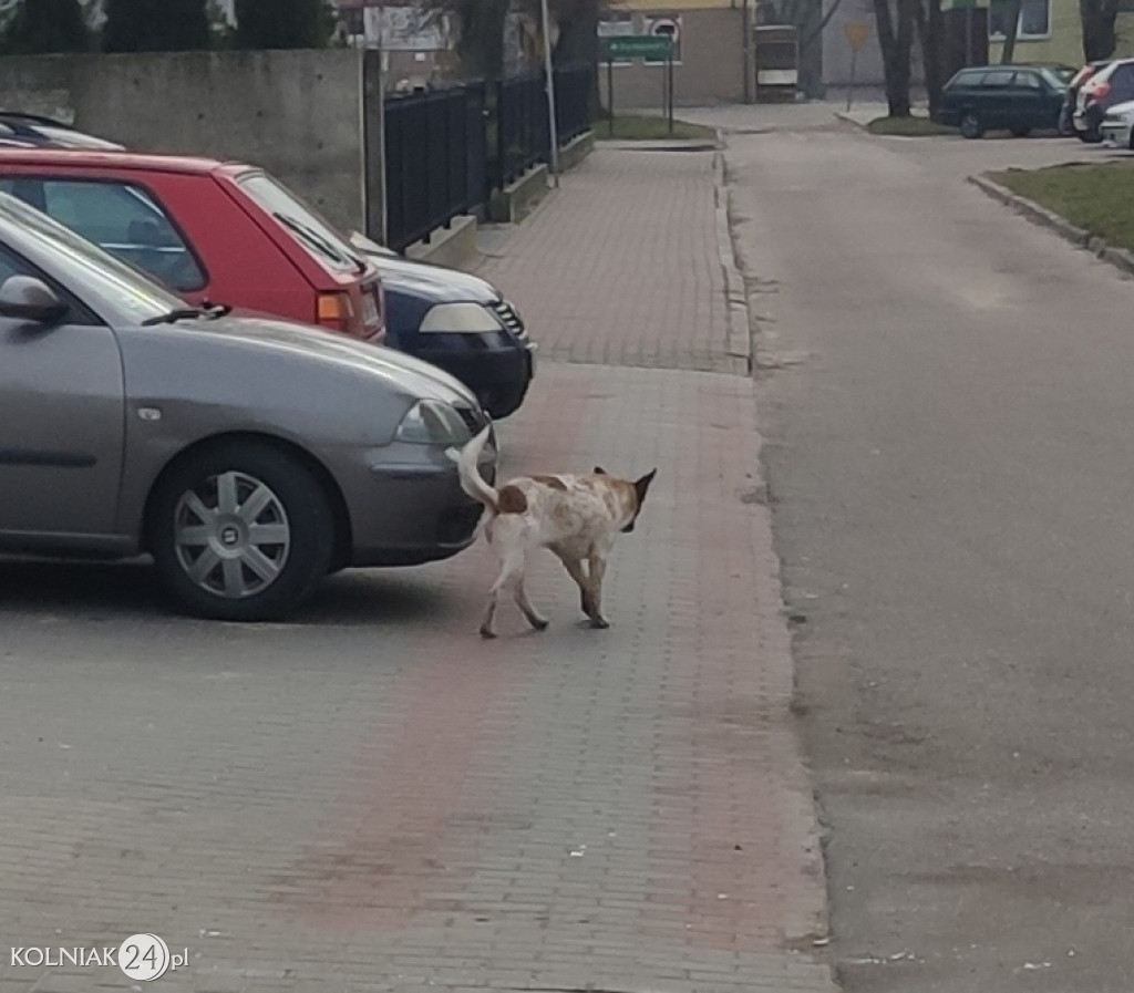 Bezdomne psy w Kolnie