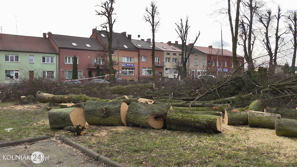 Wycinka drzew w parku miejskim (część 3)