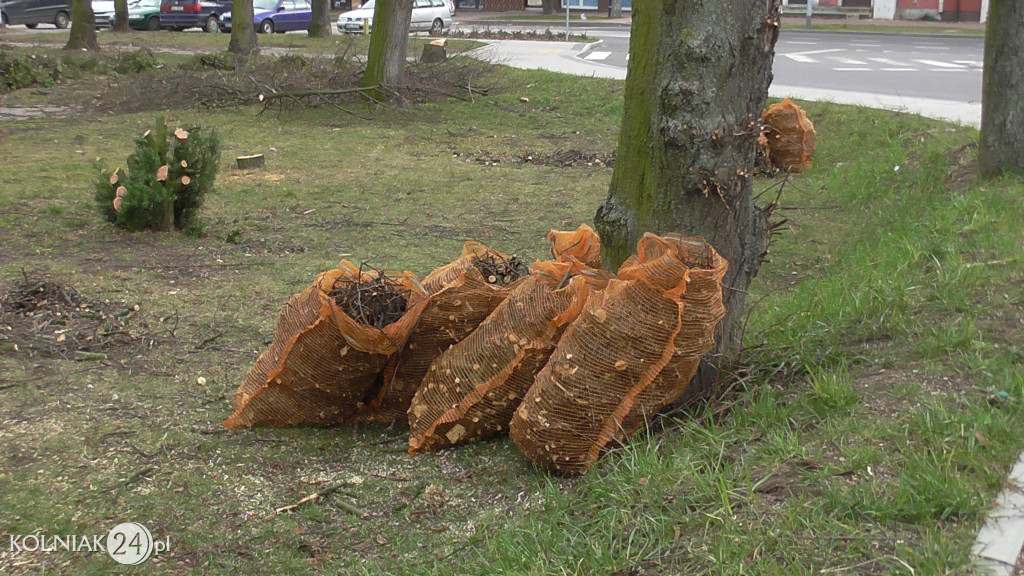 Wycinka drzew w parku miejskim (część 3)