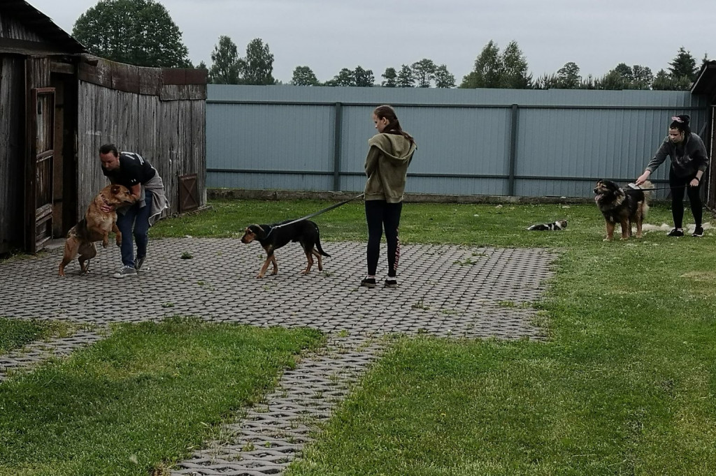 Wolontariusze z kolneńskiego schroniska
