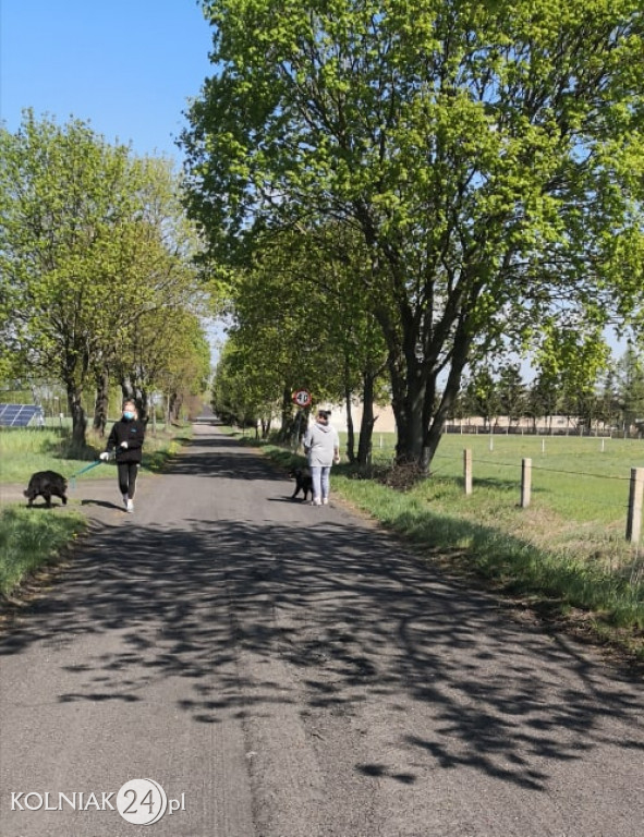 Wolontariusze z kolneńskiego schroniska