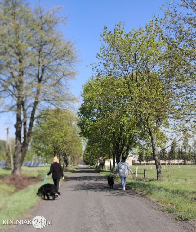 Wolontariusze z kolneńskiego schroniska