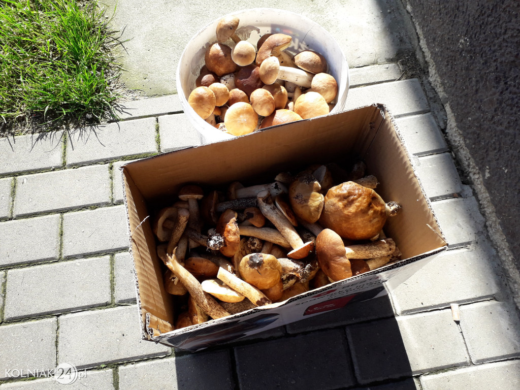 Grzybobranie według Czytelników Kolniaka24