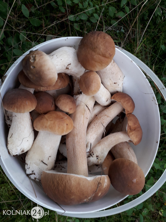 Grzybobranie według Czytelników Kolniaka24