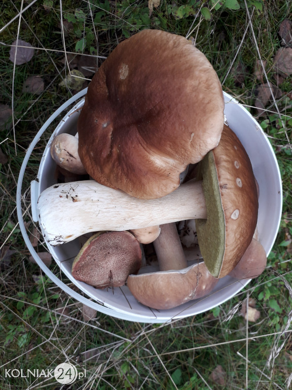 Grzybobranie według Czytelników Kolniaka24