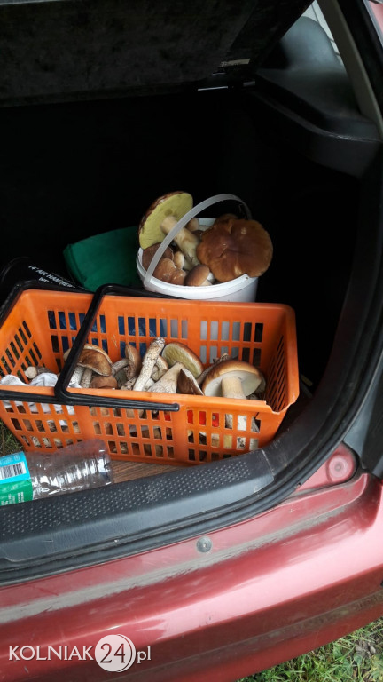 Grzybobranie według Czytelników Kolniaka24