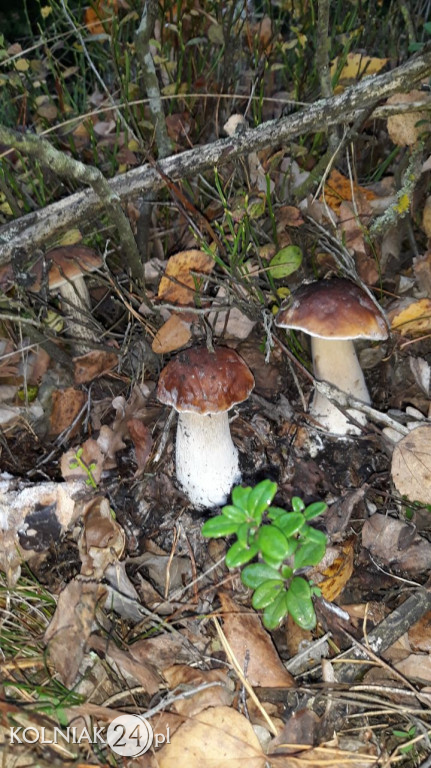 Grzybobranie według Czytelników Kolniaka24