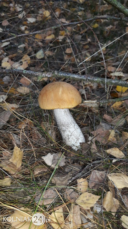 Grzybobranie według Czytelników Kolniaka24