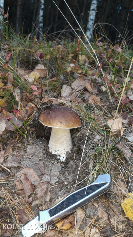 Grzybobranie według Czytelników Kolniaka24