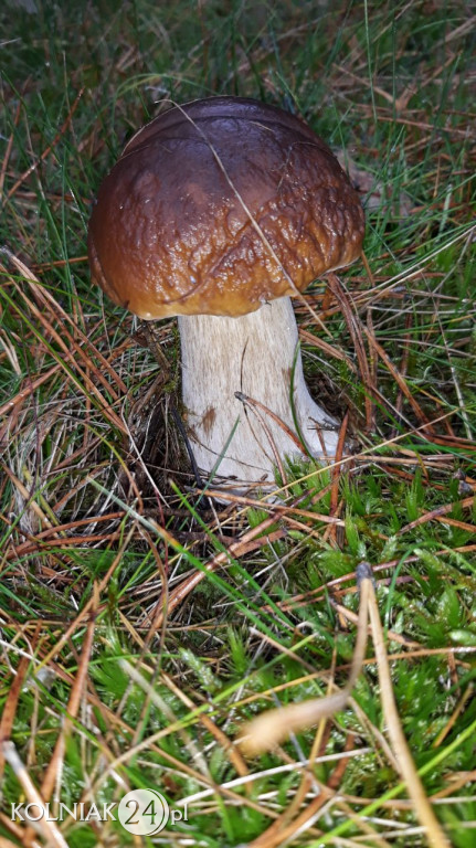 Grzybobranie według Czytelników Kolniaka24