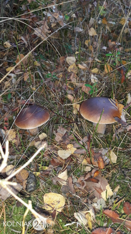 Grzybobranie według Czytelników Kolniaka24