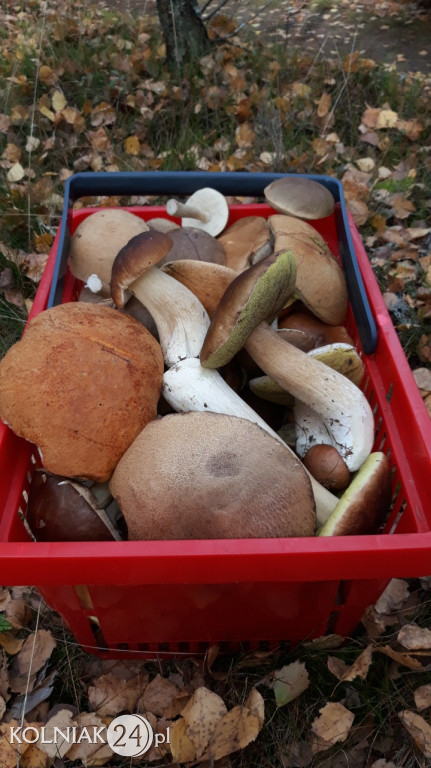 Grzybobranie według Czytelników Kolniaka24