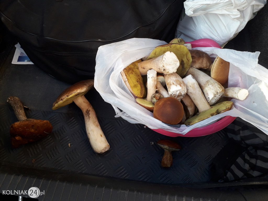 Grzybobranie według Czytelników Kolniaka24