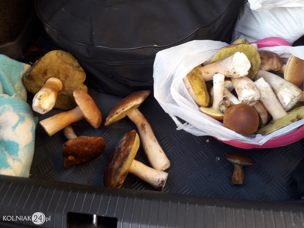 Grzybobranie według Czytelników Kolniaka24