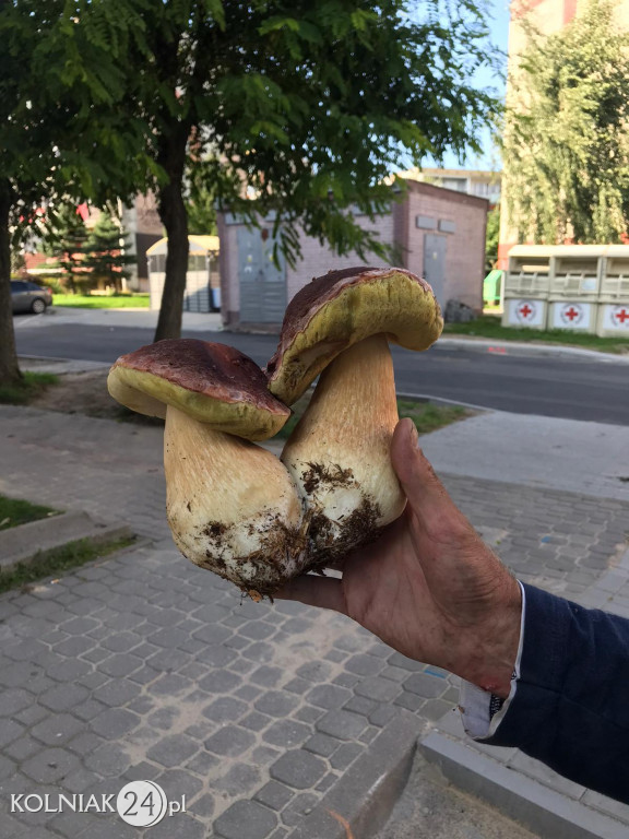 Grzybobranie według Czytelników Kolniaka24