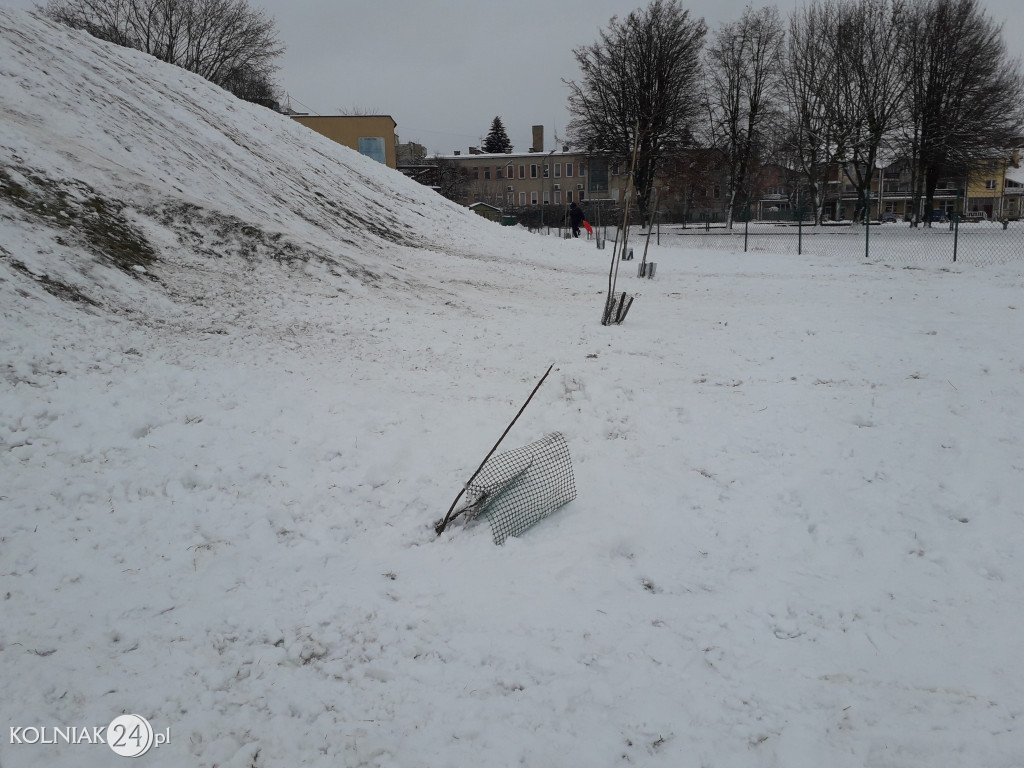 Drzewka przy górce na stadionie miejskim