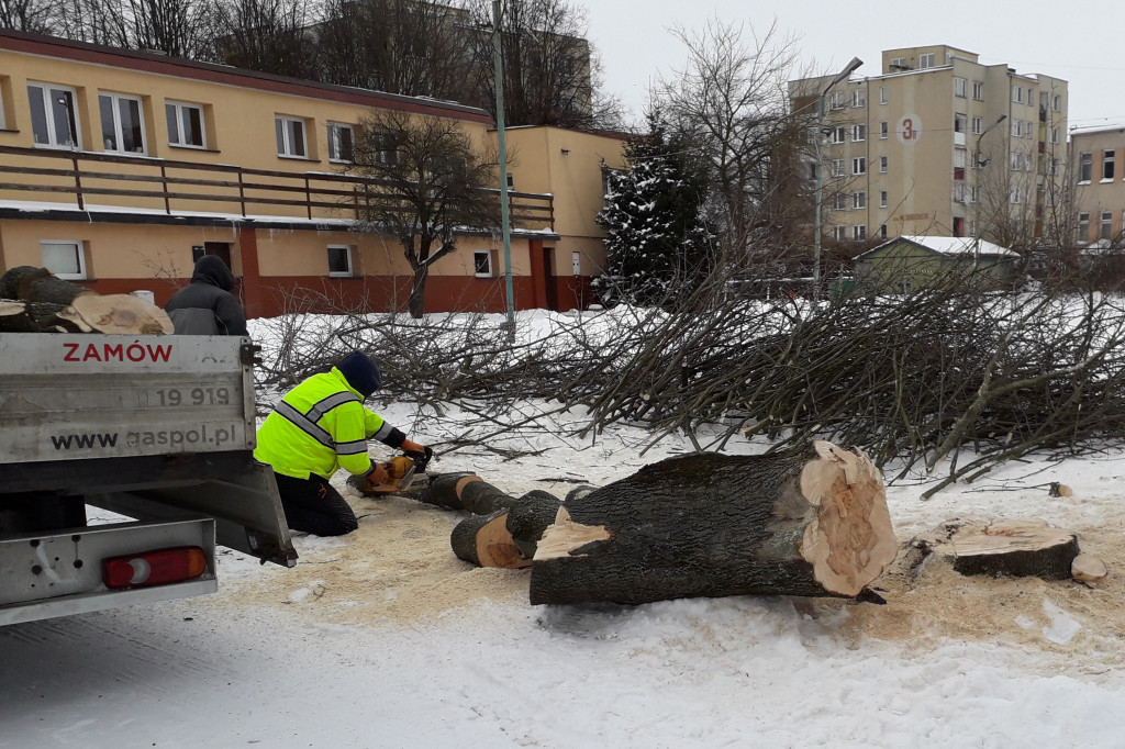 Władze Kolno zaplanowały wycinkę kolejnych drzew