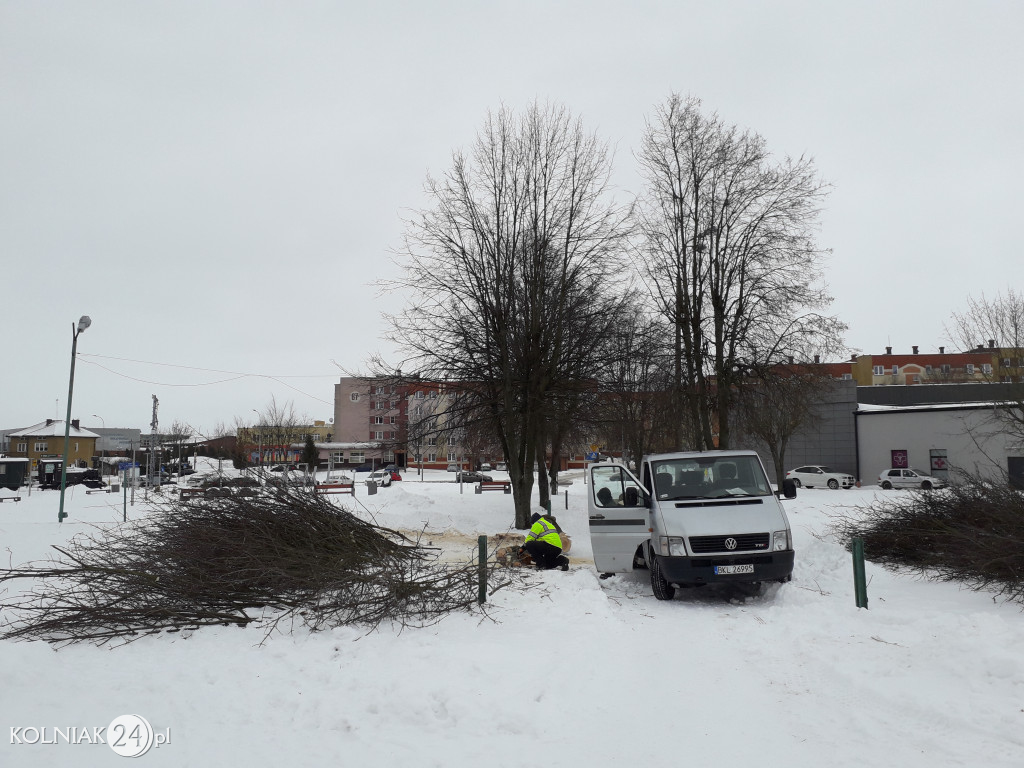 Władze Kolno zaplanowały wycinkę kolejnych drzew
