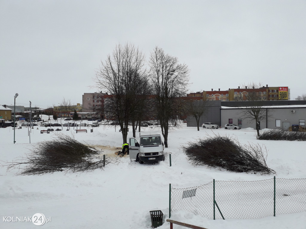 Władze Kolno zaplanowały wycinkę kolejnych drzew