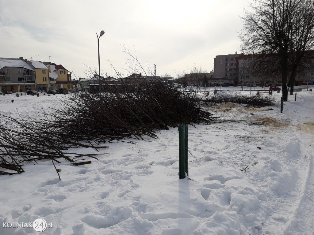 Wycinki drzew w Kolnie ciąg dalszy