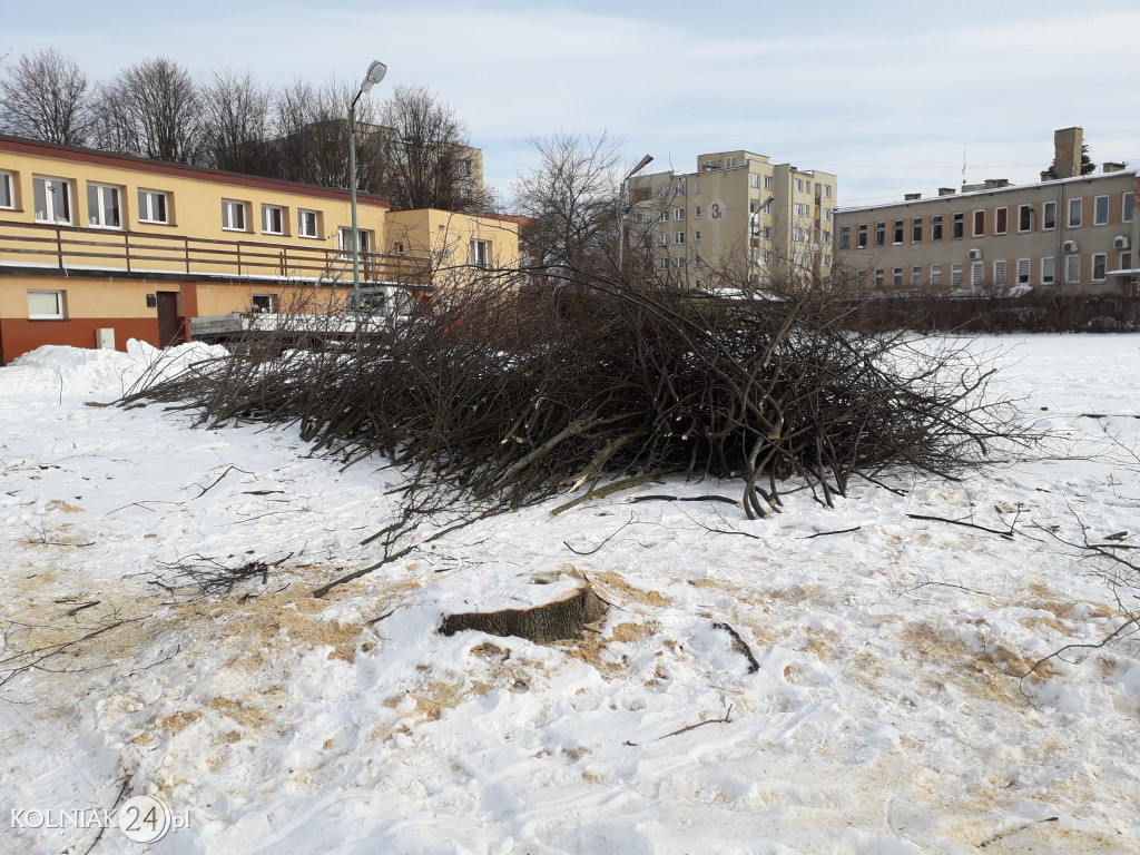 Wycinki drzew w Kolnie ciąg dalszy