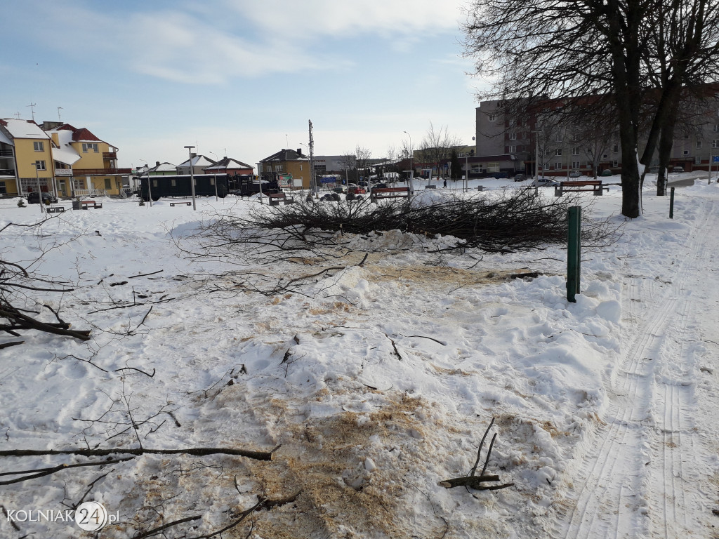 Wycinki drzew w Kolnie ciąg dalszy