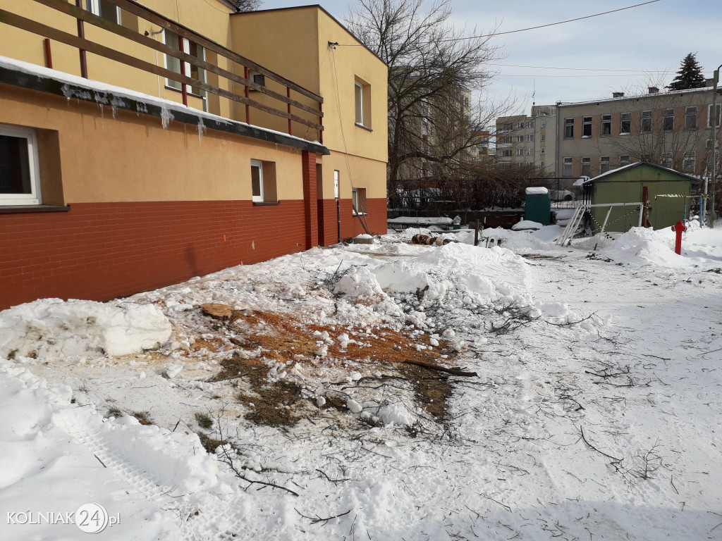 Wycinki drzew w Kolnie ciąg dalszy