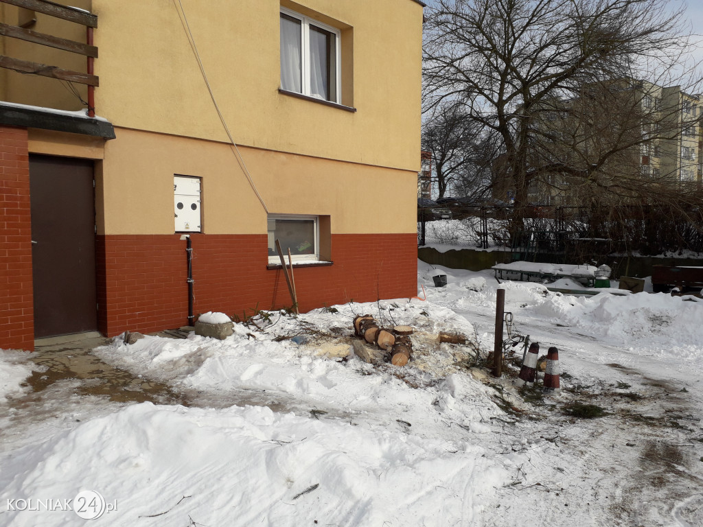 Wycinki drzew w Kolnie ciąg dalszy