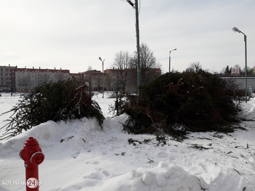 Wycinki drzew w Kolnie ciąg dalszy