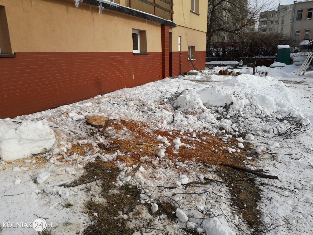 Wycinki drzew w Kolnie ciąg dalszy