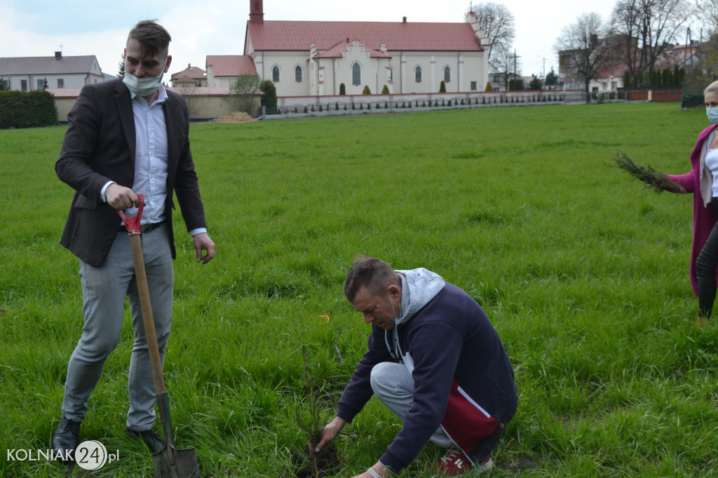Drzewka zostały posadzone na terenie całego miasta