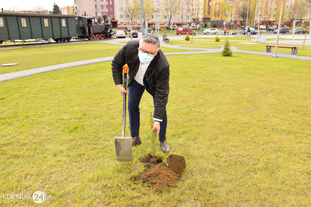 Drzewka zostały posadzone na terenie całego miasta