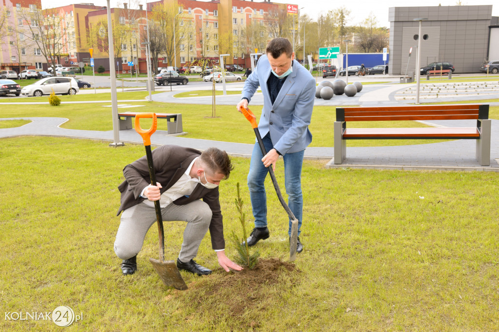 Drzewka zostały posadzone na terenie całego miasta