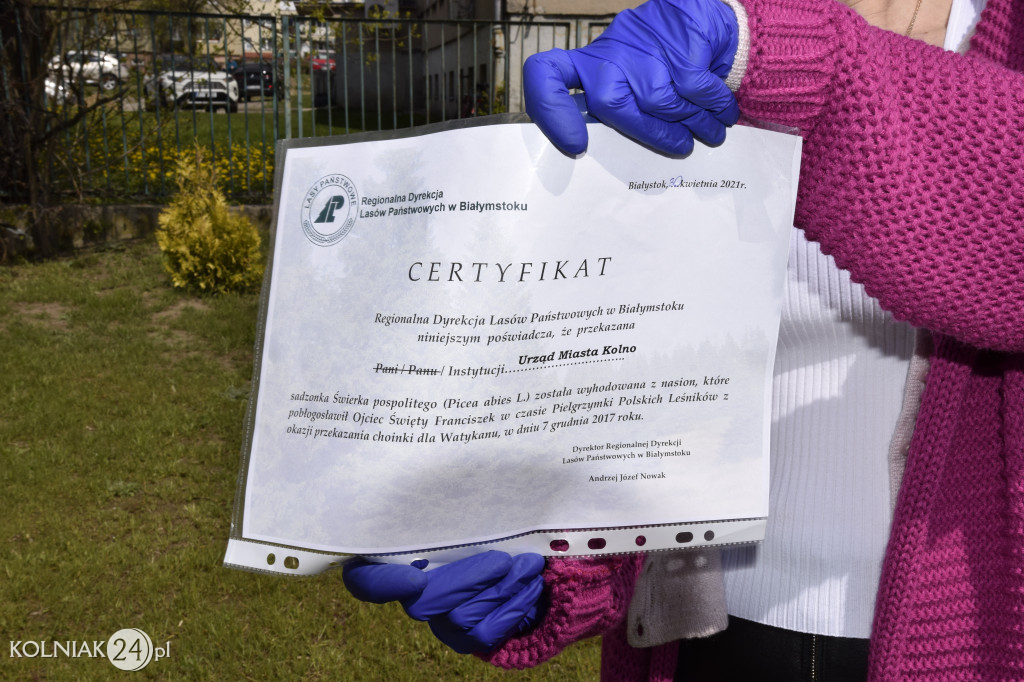Drzewka zostały posadzone na terenie całego miasta
